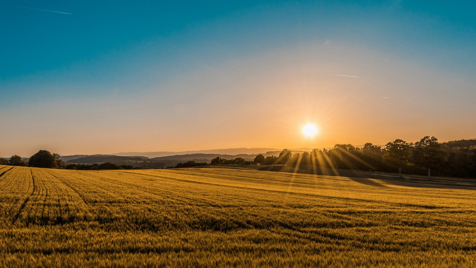 Campo de trigo dourado ao pôr do sol, representando a atividade agrícola e a paisagem rural catarinense