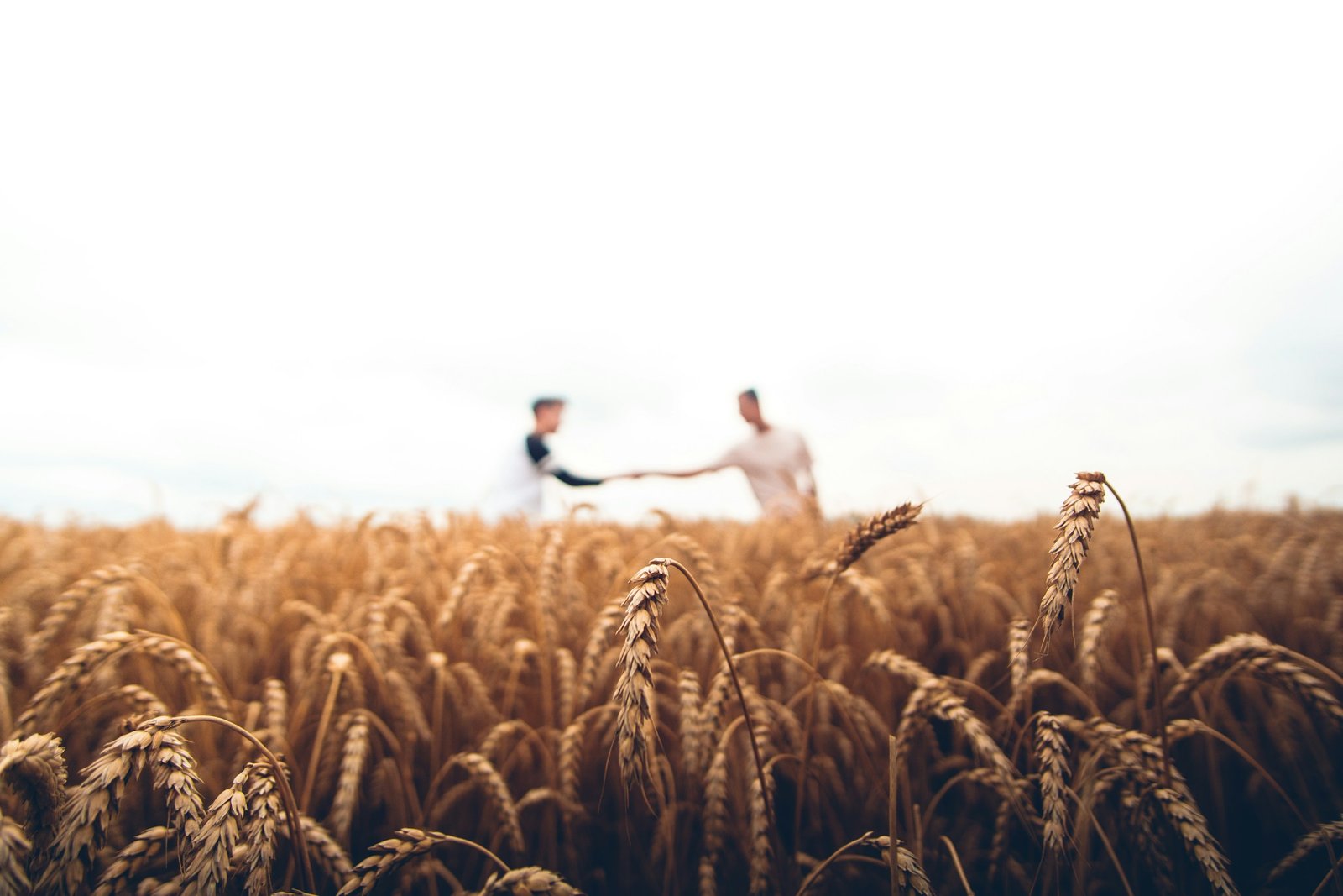 Aperto de mãos entre duas pessoas em meio a uma lavoura de trigo, representando a parceria com o produtor rural